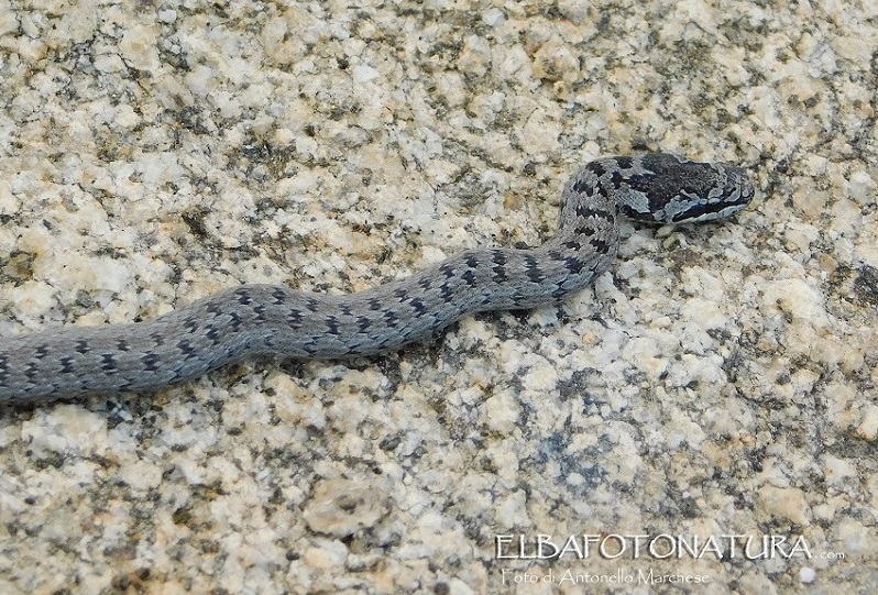 Colubro liscio / Coronella austriaca